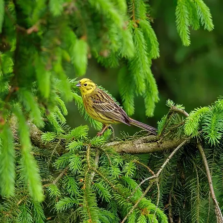 Holiday home 5 Person In Hovborg-by Traum *